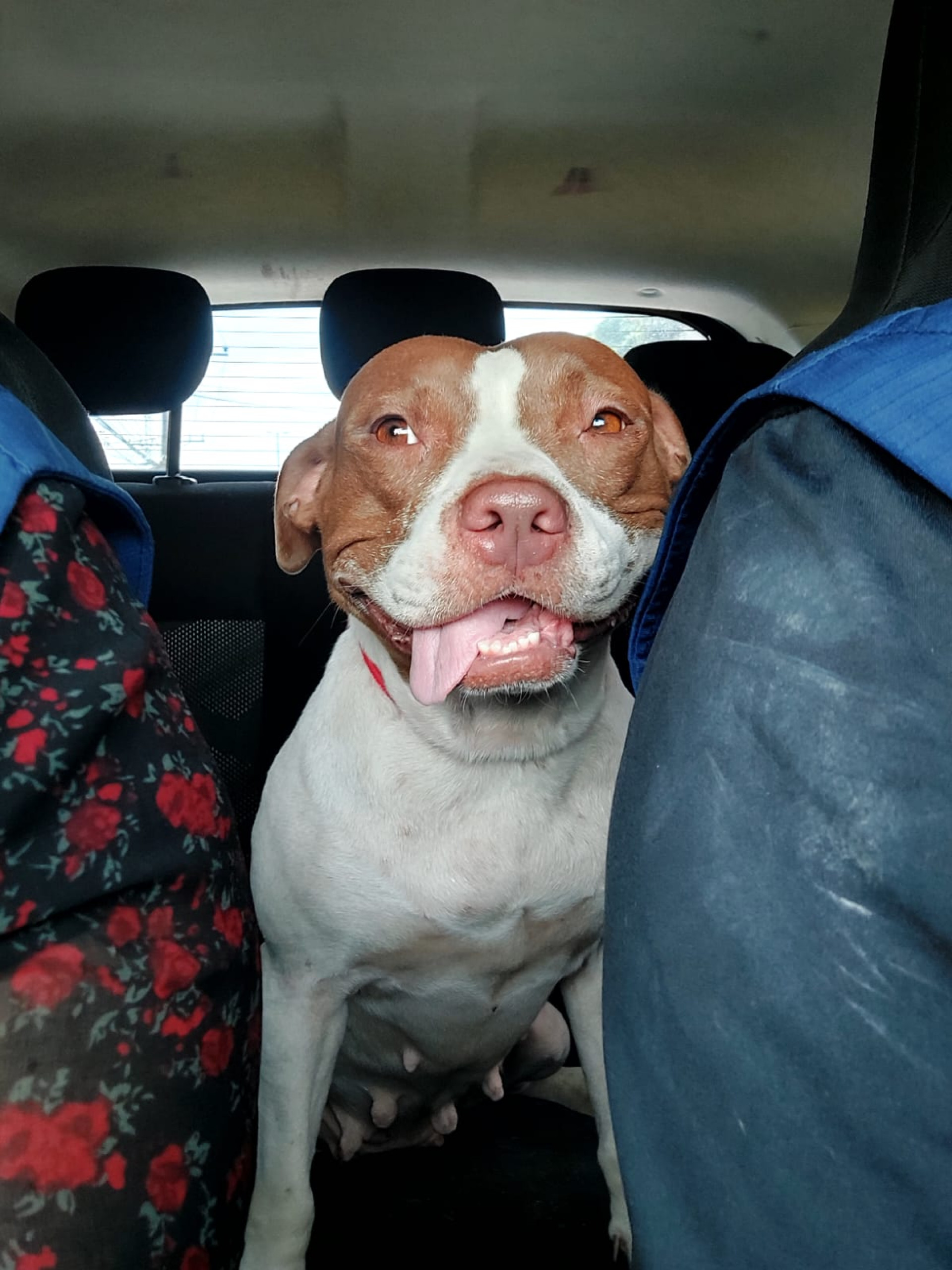 Diana foi uma das cachorras resgatadas na Pavuna 