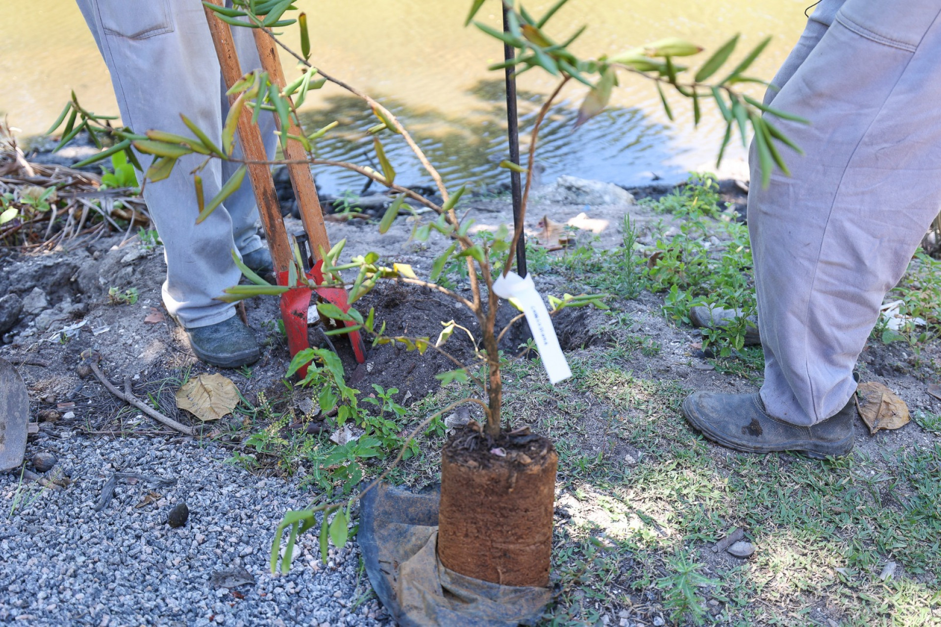 Prefeitura de Saquarema promove ação de preservação do meio ambiente em  Jaconé | Saquarema | O Dia