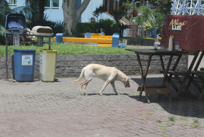 Comerciante amigo dos animais terá desconto em imposto em Magé