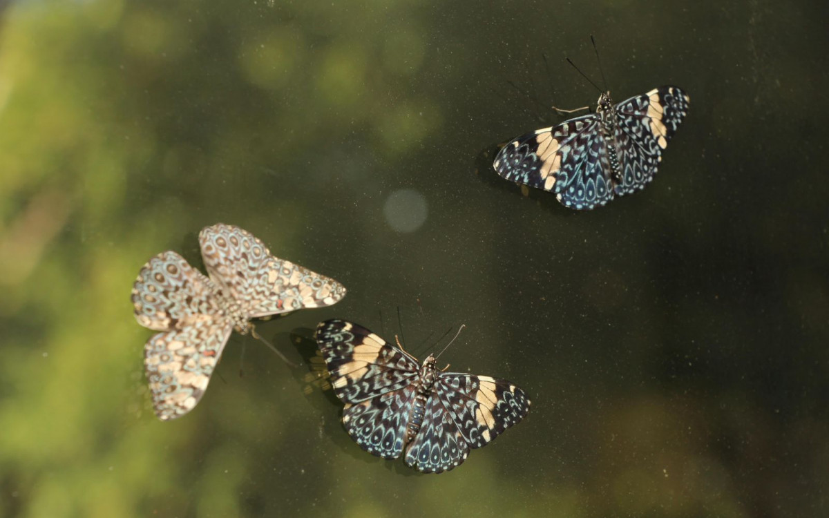 Primeiras espécies chegam ao Botânico das Asas