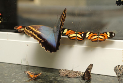 Com inauguração no dia 27 de janeiro, Botânico das Asas de Araruama começa a receber primeiras espécies de borboletas e aves
