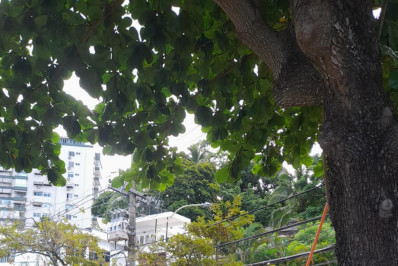 Enel programa 2,3 mil podas preventivas para Areal no primeiro trimestre