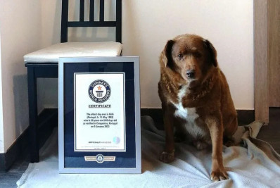 Após dúvidas, Guinness retira distinção de cão mais velho do mundo