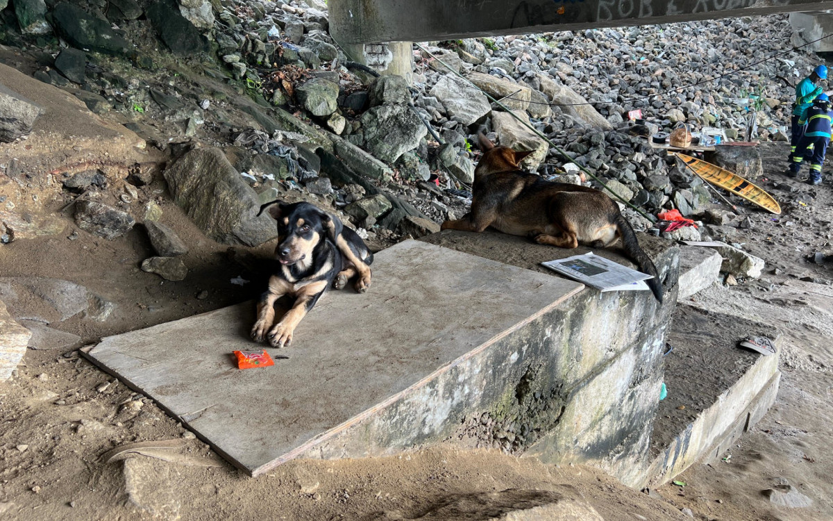 Oito animais foram resgatados durante a operação