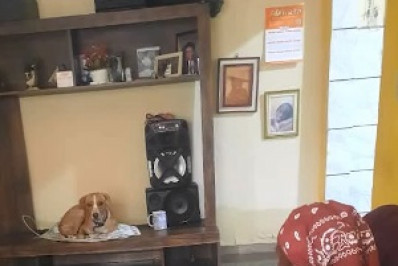 Vaquinha arrecada mais de R$ 115 mil para idosa que salvou cachorro em enchente