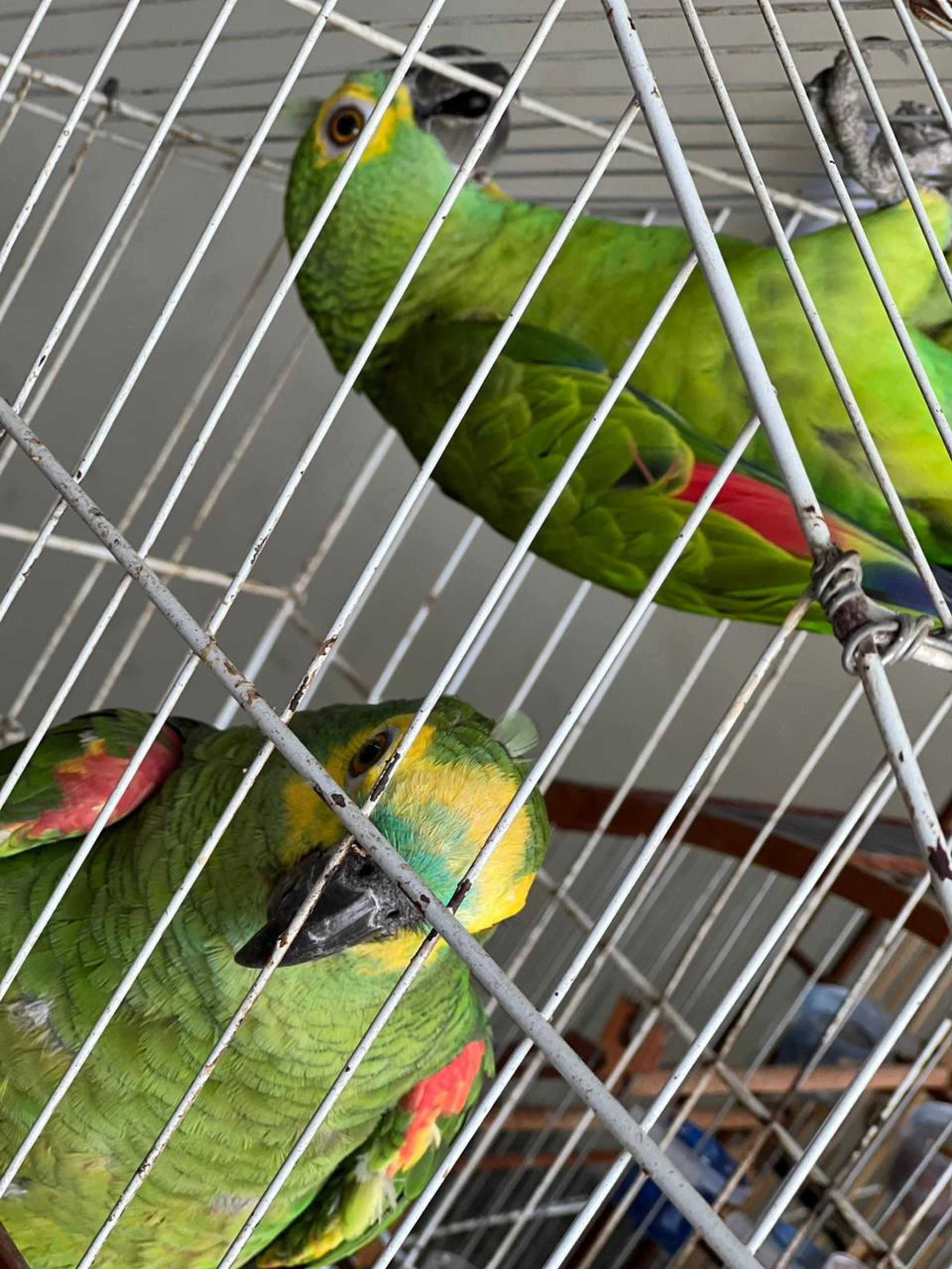 Operação da PM apreende animais silvestres em Campo Grande - Foto: Divulgação/Pmerj