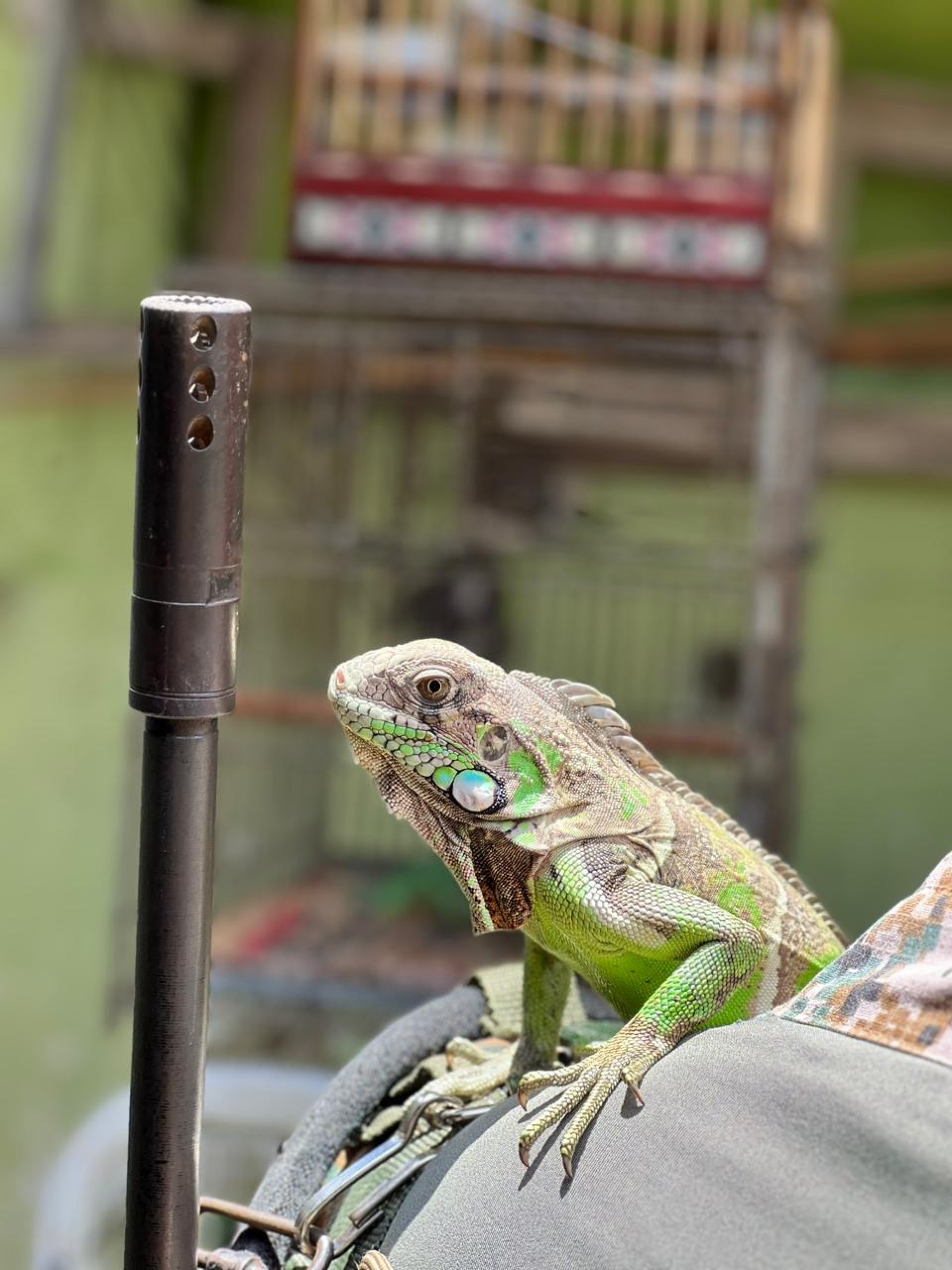 Lagarto é apreendido em operação da PM em Campo Grande - Foto: Divulgação/Pmerj