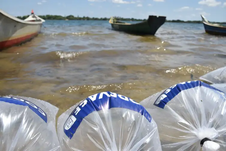 Mutirão solta 150 mil peixes em municípios do Sergipe no fim de semana