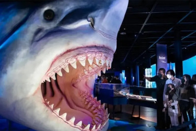 'Megatubarão' era mais magro do que o imaginado, aponta estudo; veja os detalhes