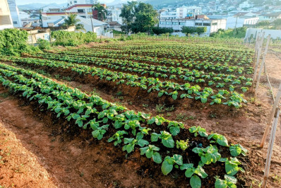 Programa Mãos à Horta comemora resultados