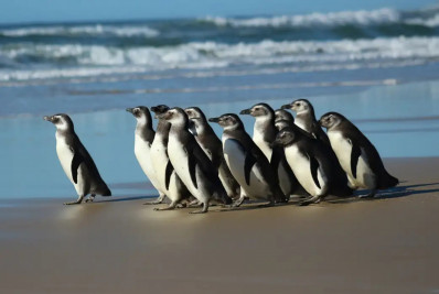 Petrobras reabilitou 1,1 mil animais encontrados nas praias em 2023