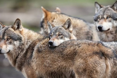 Justiça autoriza a disparar 'bolas de tinta' em lobos na Holanda