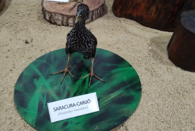 Infra expõe oito animais silvestres capturados próximo de heliporto do Farol