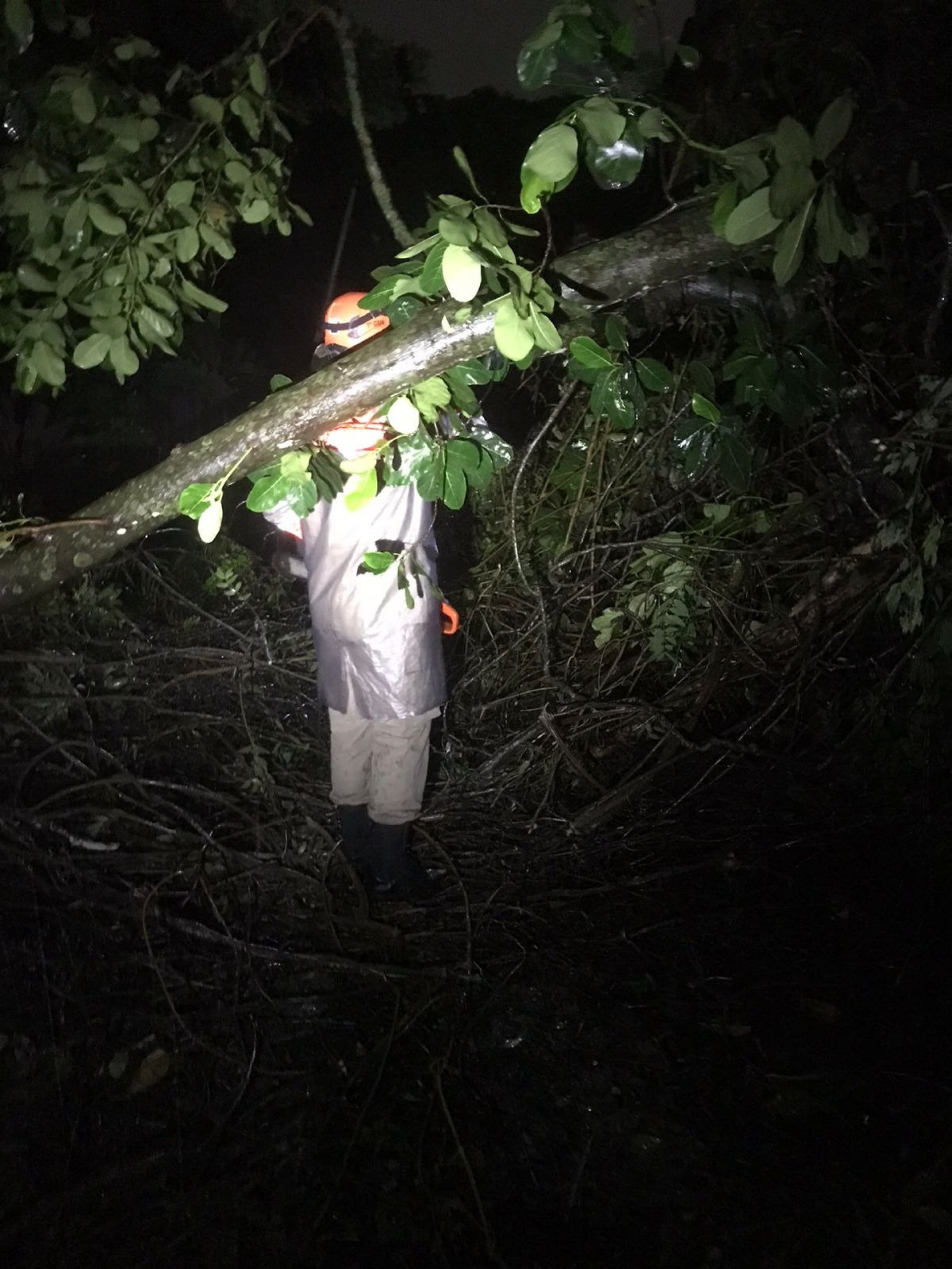 Equipes atuam em uma queda de árvore na Rua Senador Símonsen, no Jardim Botânico - Reprodução/Centro de Operações Rio
