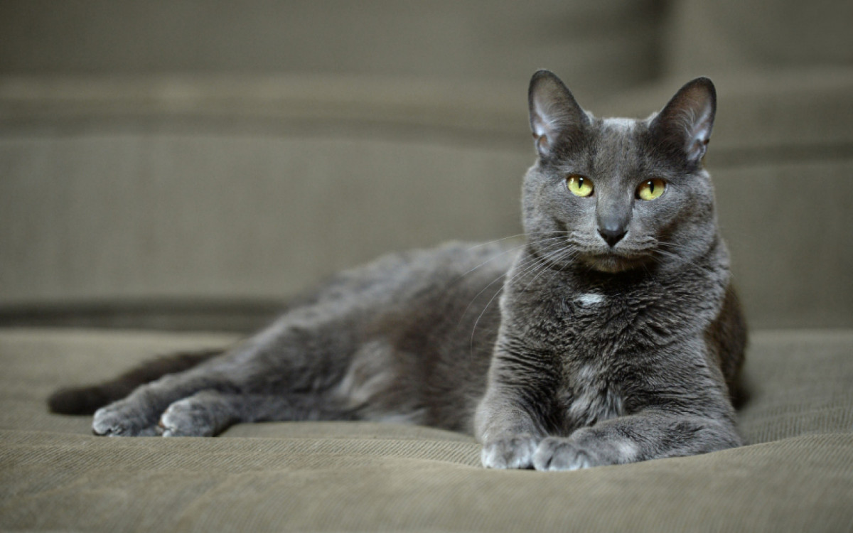 O Korat &eacute; um tipo de gato reconhecido por sua beleza e temperamento gentil (Imagem:  Gino Santa Maria | Shutterstock)