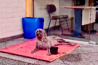 Quem atropelou o cachorro ?