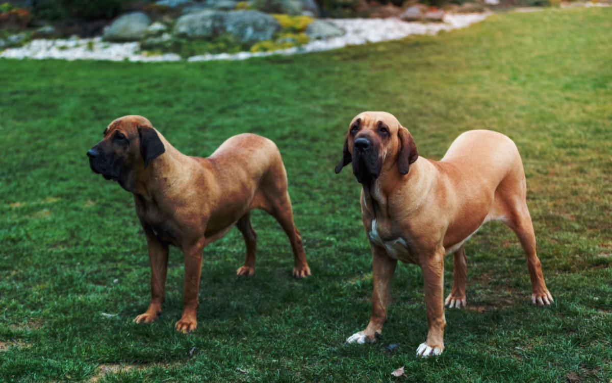 O fila brasileiro apresenta um temperamento marcante e fiel &agrave; sua linhagem de c&atilde;o de guarda (Imagem: toicadrian | Shutterstock)
