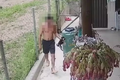 Estudante de veterinária é indiciado por matar cinco filhotes de cachorro a marteladas