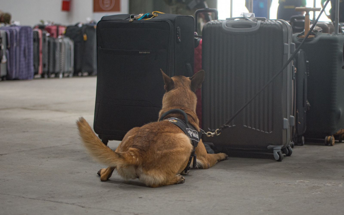 Cão farejador ajuda na checagem das bagagens de passageiros de cruzeiro no Porto do Rio