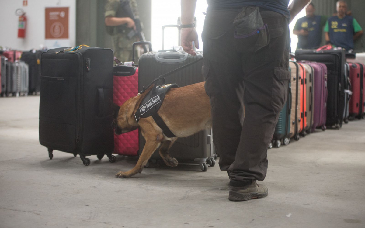 Cão farejador ajuda na checagem das bagagens de passageiros de cruzeiro no Porto do Rio