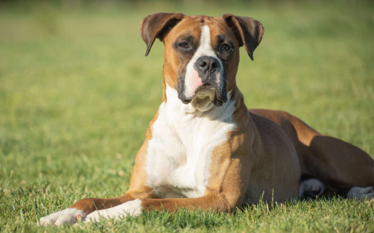 Apesar da aparência, o boxer é um cachorro afetuoso e corajoso (Imagem: ibanezfilm | Shutterstock)