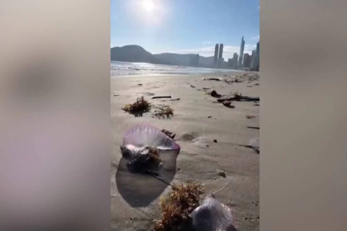 Caravelas-portuguesas surgem em Balneário Camboriú e outras praias do litoral de SC