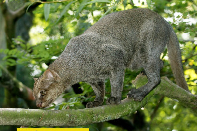 Maricá faz registro raro de um gato-mourisco