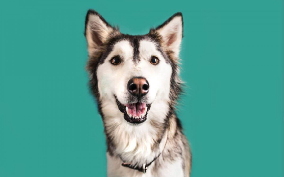 Vermes podem afetar a fun&ccedil;&atilde;o dos &oacute;rg&atilde;os dos animais de estima&ccedil;&atilde;o (Imagem: Megan Betteridge | Shutterstock)