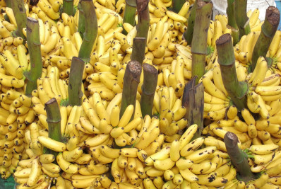 Rússia proíbe importação de bananas do Equador após país latino fazer acordo com os EUA para ajudar Ucrânia