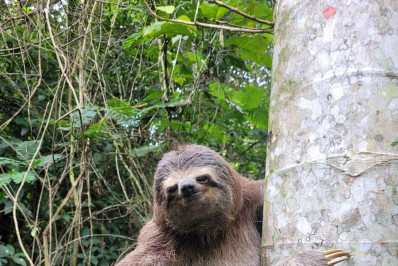 Bicho-preguiça é resgatado na BR-040 em Petrópolis