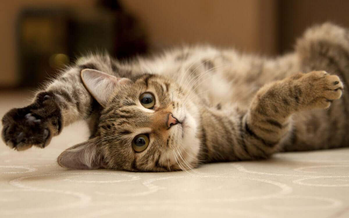 Adotar um gato é uma escolha que requer responsabilidade e, por isso, deve ser tomada com cautela (Imagem: marinaks | Shutterstock)
