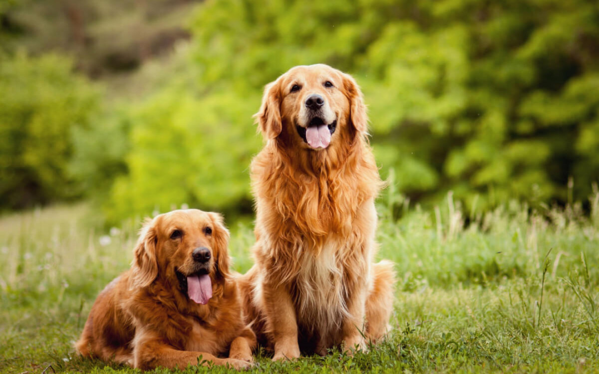 Algumas raças de cachorros podem latir menos que outras (Imagem: Rala3030 | Shutterstock)