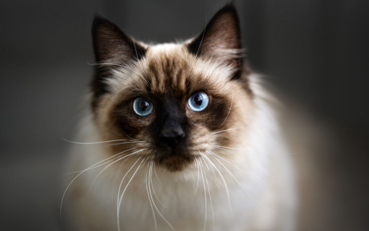 Esses gatos são conhecidos por sua personalidade tranquila e afetuosa (Imagem: Otsphoto | Shutterstock)