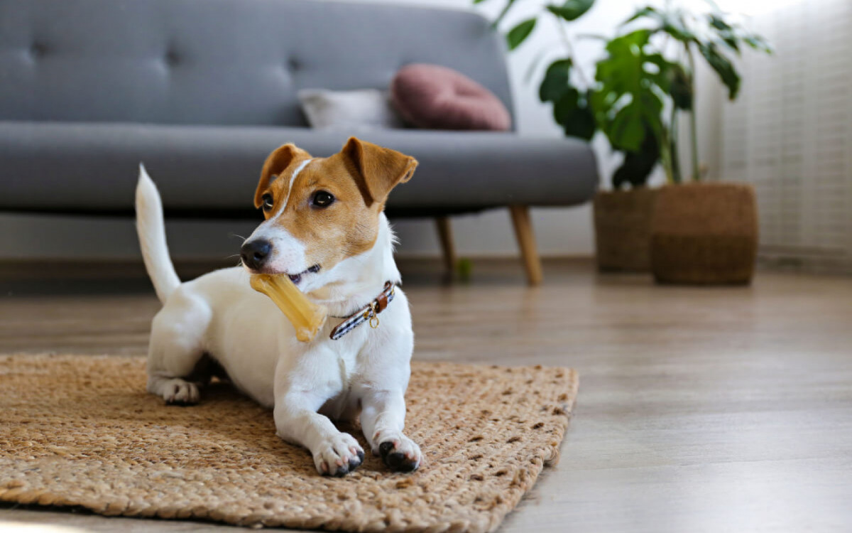 Transforme seu apartamento em um refúgio seguro e confortável para seu companheiro canino (Imagem: evrymmnt | Shutterstock)