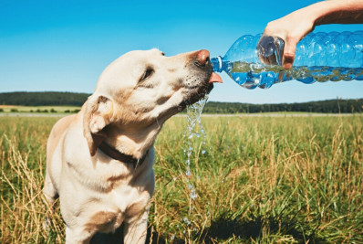 Dicas para cuidar do seu pet nos dias de calor