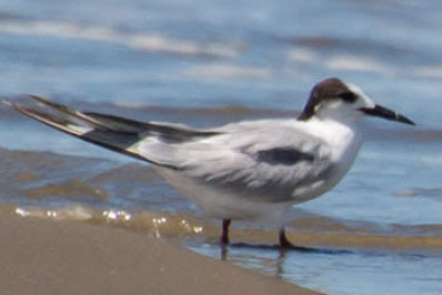 Agricultura confirma mais 2 casos de gripe aviária em aves silvestres; total sobe a 154