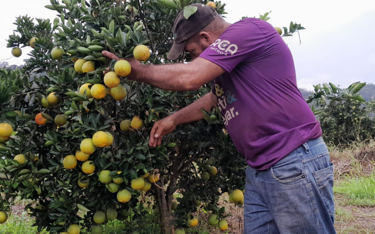 Atualmente, o estado possui mais de 91,7 mil produtores rurais  - Divulga&ccedil;&atilde;o: Secretaria de Agricultur do Estado/ Emater-Rio