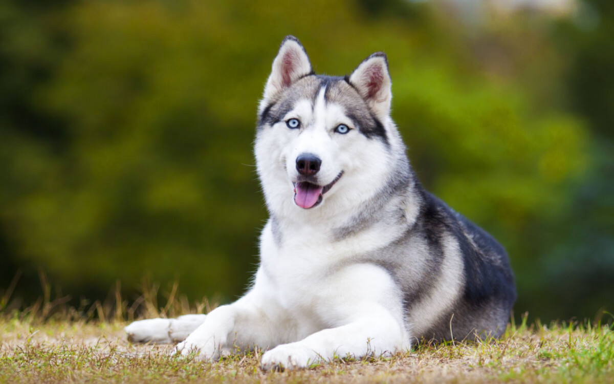 O husky tem resist&ecirc;ncia e adaptabilidade excepcionais a climas frios (Imagem: Sbolotova | Shutterstock)