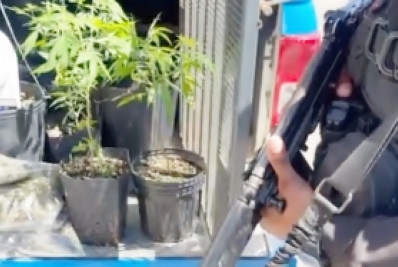 Plantio de maconha desarticulado em Rio das Ostras