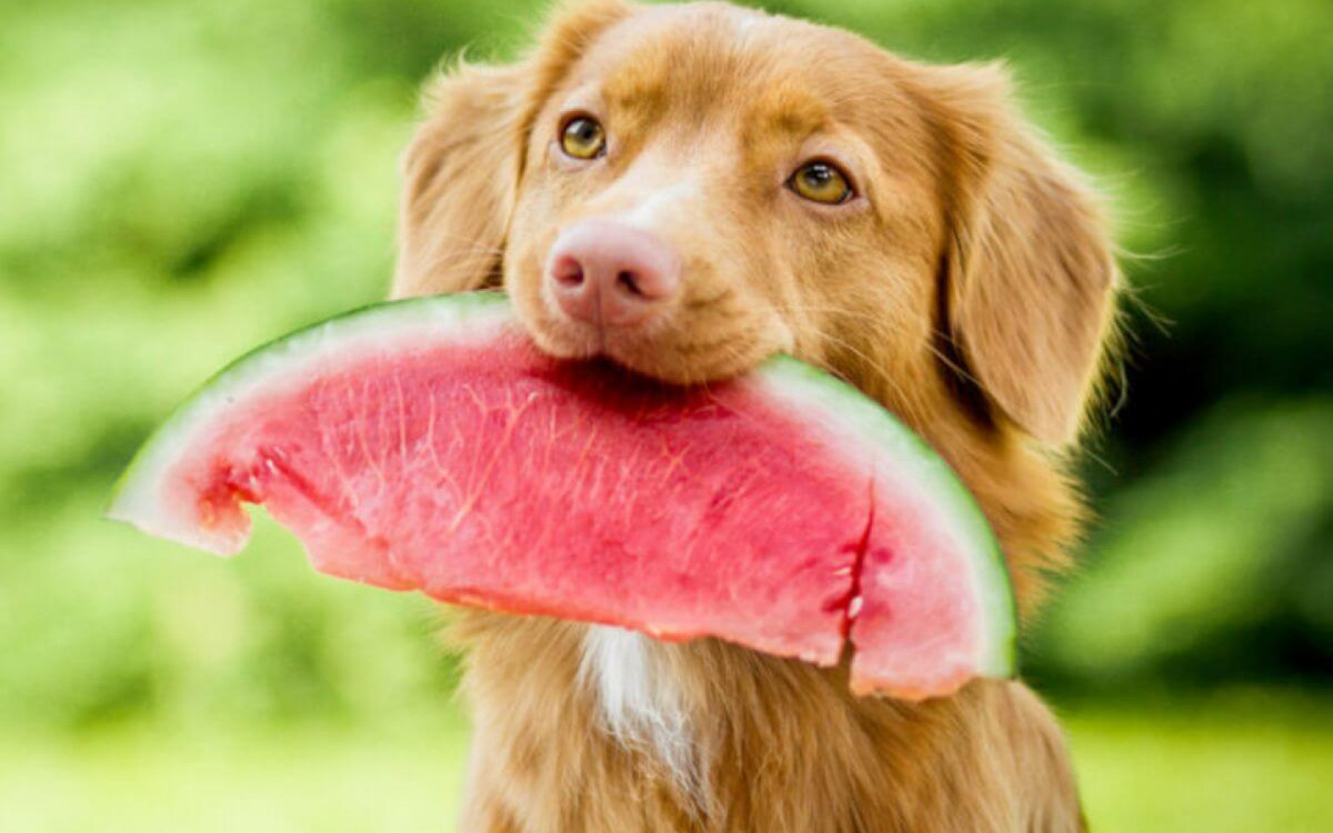 Alimenta&ccedil;&atilde;o natural &eacute; ben&eacute;fica para a sa&uacute;de do cachorro (Imagem: Zuzanna Paluch | Shutterstock)