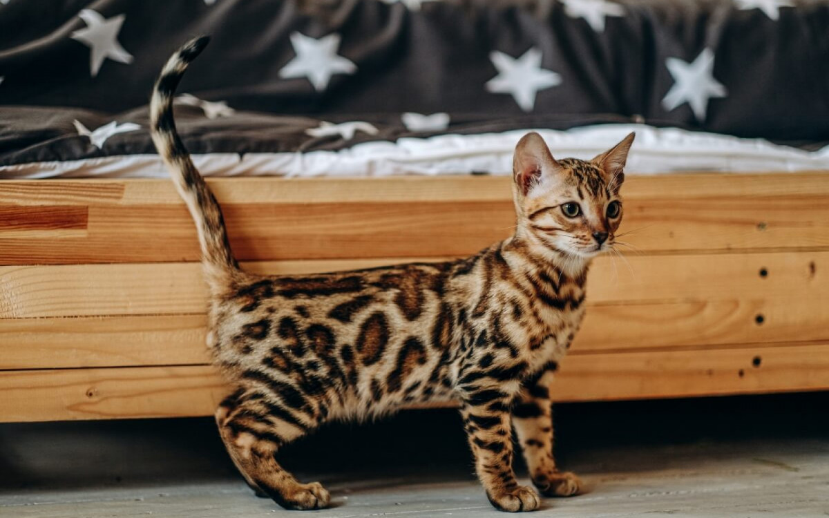 Gatos da ra&ccedil;a savannah s&atilde;o um dos mais caros do mundo (Imagem: Sushitsky Sergey | Shutterstock)