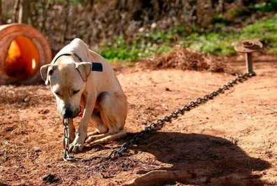Acorrentar animais pode ser tipificado como abuso ou maus-tratos