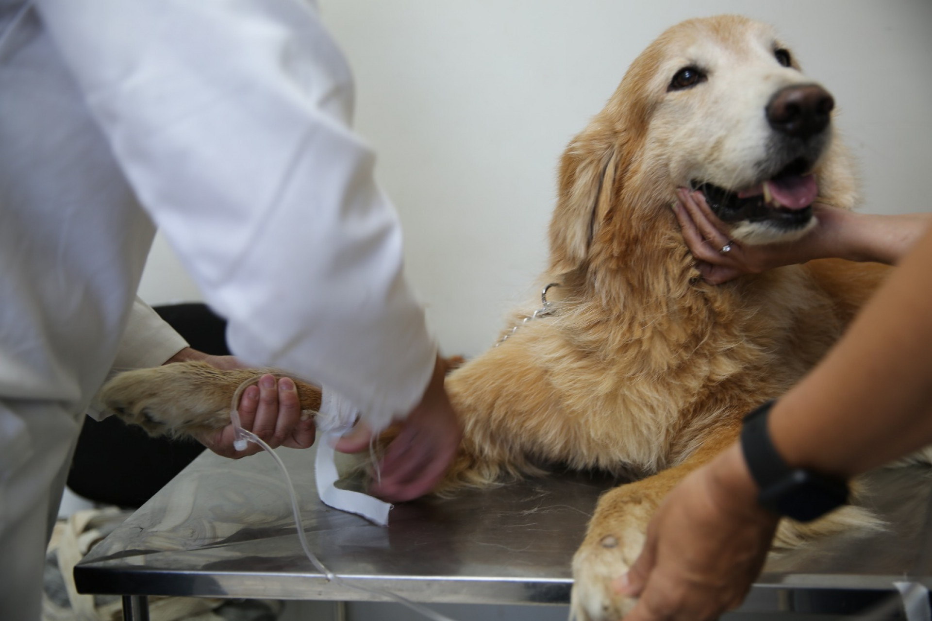 Exercício ilegal da medicina veterinária se torna crime em t
