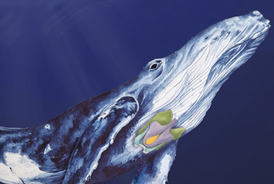 Estudo que mostra que baleias cantam graças a órgão similar ao dos humanos