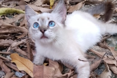 Caxias Shopping promove Feira de Adoção PET neste sábado