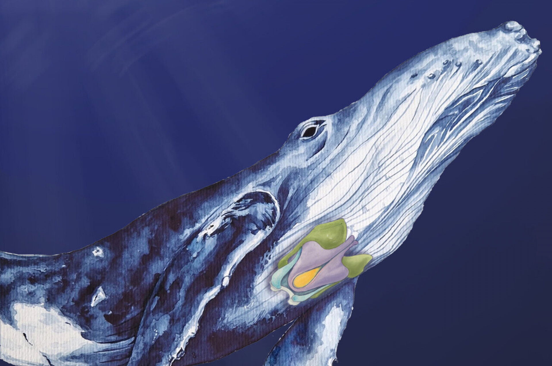 Estudo que mostra que baleias cantam graças a órgão similar ao dos humanos