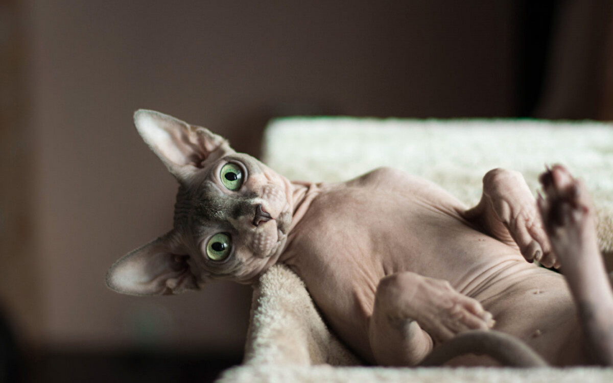 Gatos da raça sphynx encantam com sua beleza singular (Imagem: Dmitruj | Shutterstock)