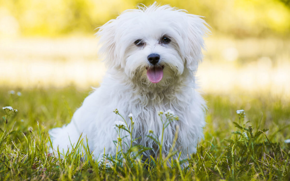 Os cachorros de pequeno porte s&atilde;o ador&aacute;veis (Imagem: Dora Zett | Shutterstock)