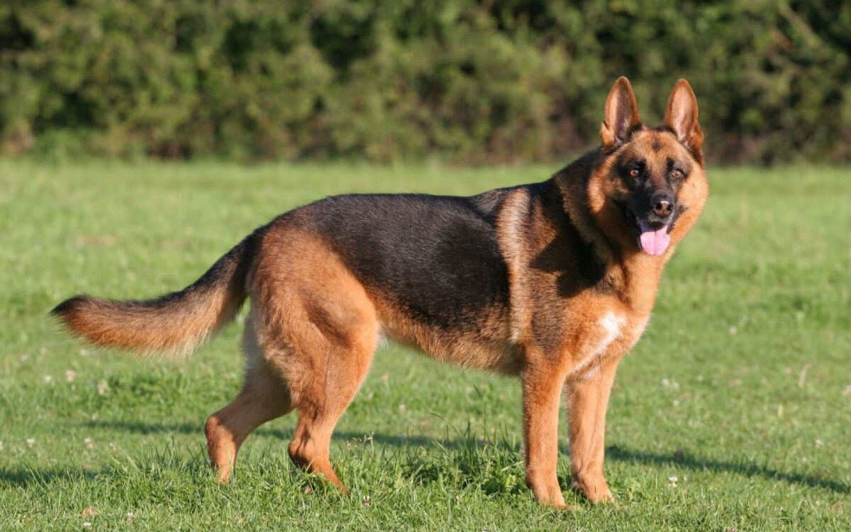 Cachorros da ra&ccedil;a pastor alem&atilde;o exigem atividades f&iacute;sicas para manter a sa&uacute;de f&iacute;sica e mental (Imagem: Sabine Hagedorn | Shutterstock)