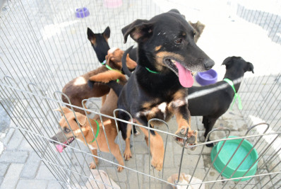 Primeira campanha de adoção de pets do ano aconteceu neste domingo